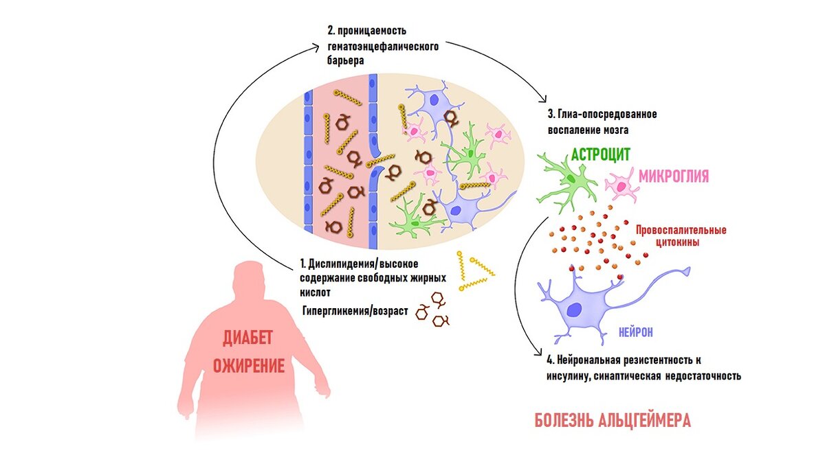 Метаболический синдром и инсулинорезистентность. Инсулинорезистентность механизм. Инсулинорезистентность схема. Инсулинорезистентность и ожирение.