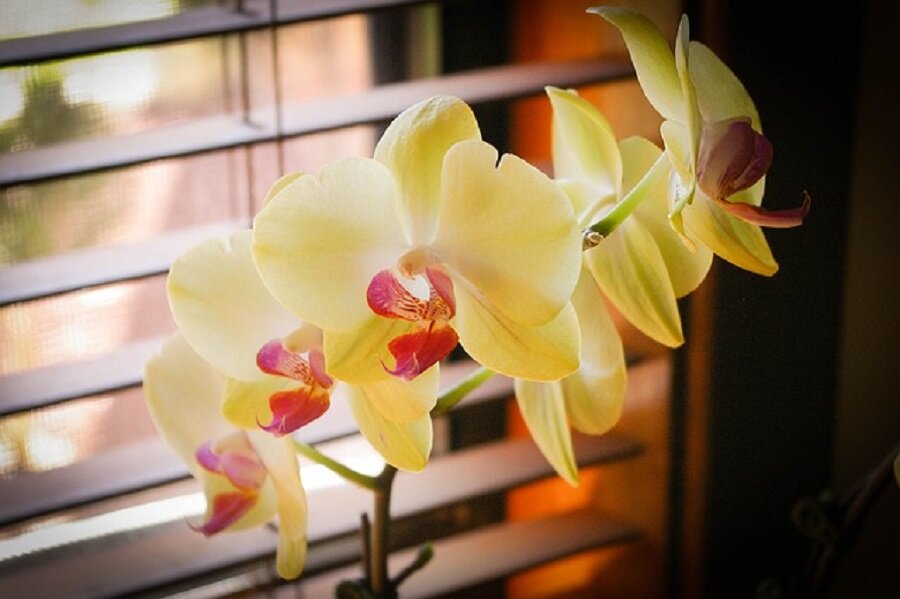 Как восстановить жизнеспособность погибающей орхидеи фаленопсис при помощи янтарной кислоты
