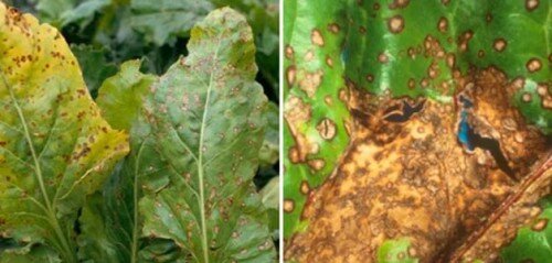 Топ-5 наиболее опасных болезней и вредителей свеклы: диагностика, профилактика и борьба