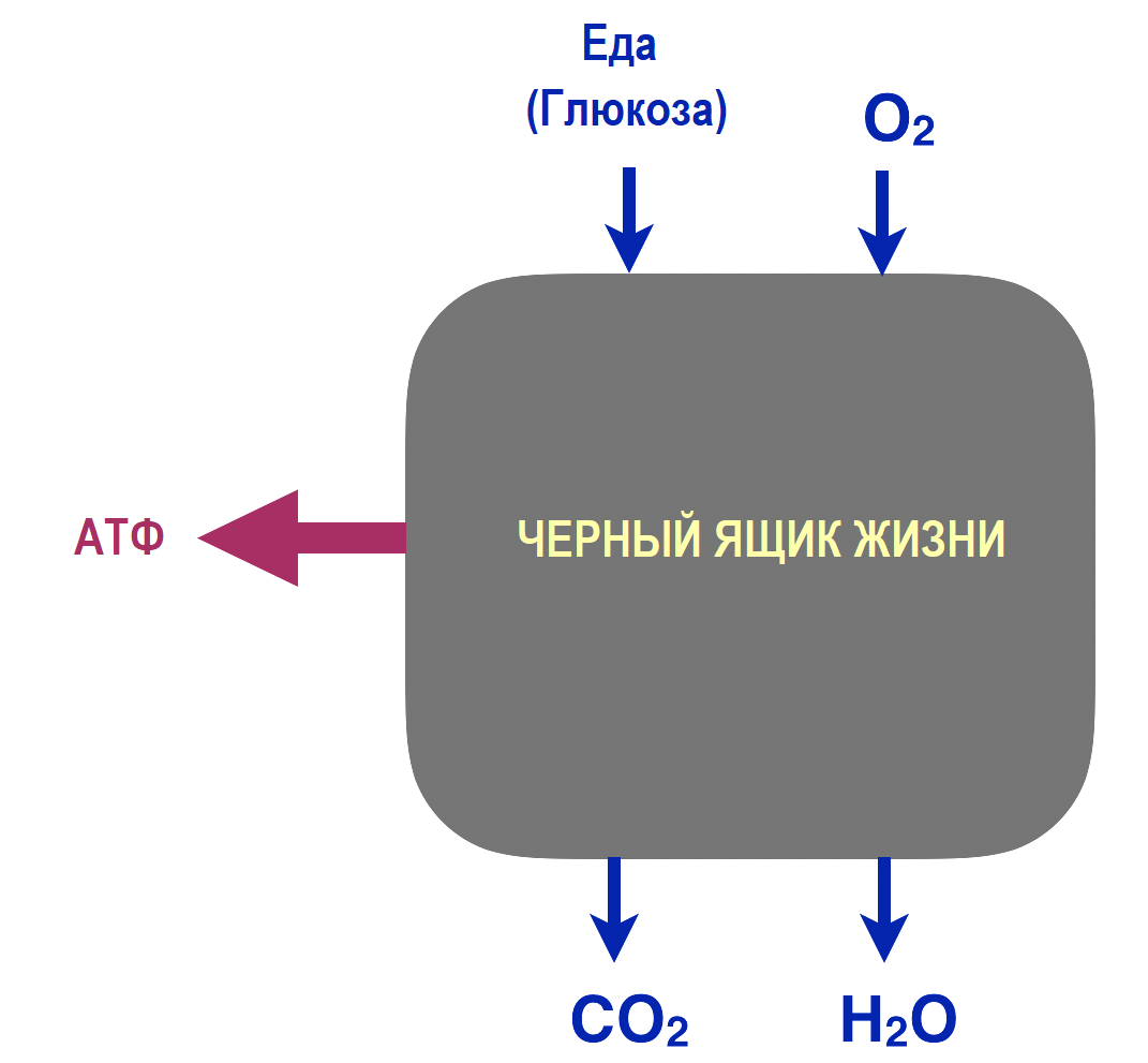 Рисунок 1: черный ящик жизни