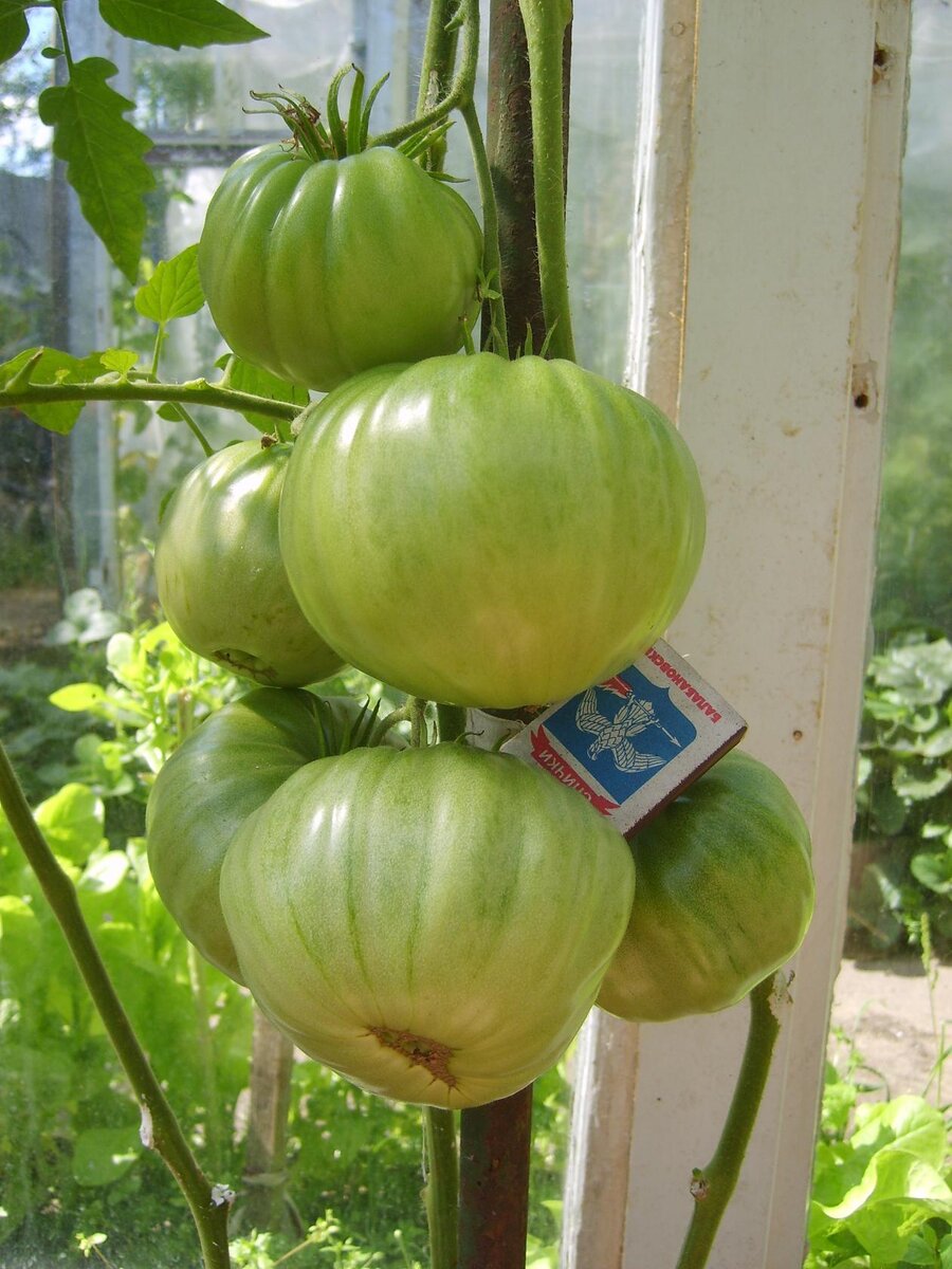 Кисть Исполина малинового.