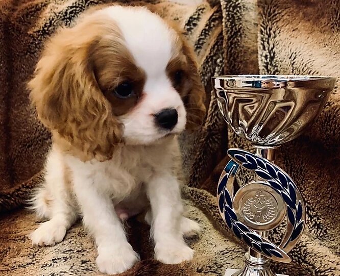 Кавалер Кинг Чарльз Спаниель бленхейм щенок