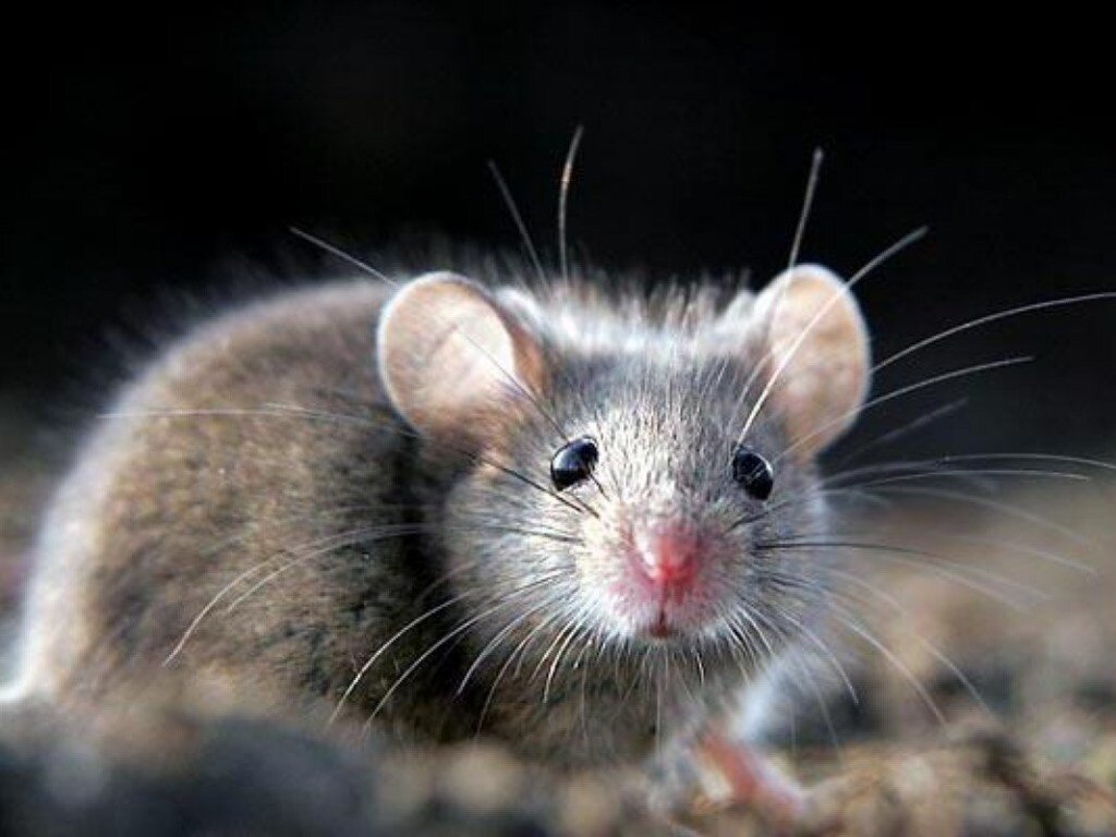 Как будто "серая мышь" - это что-то уродливое и страшное. 