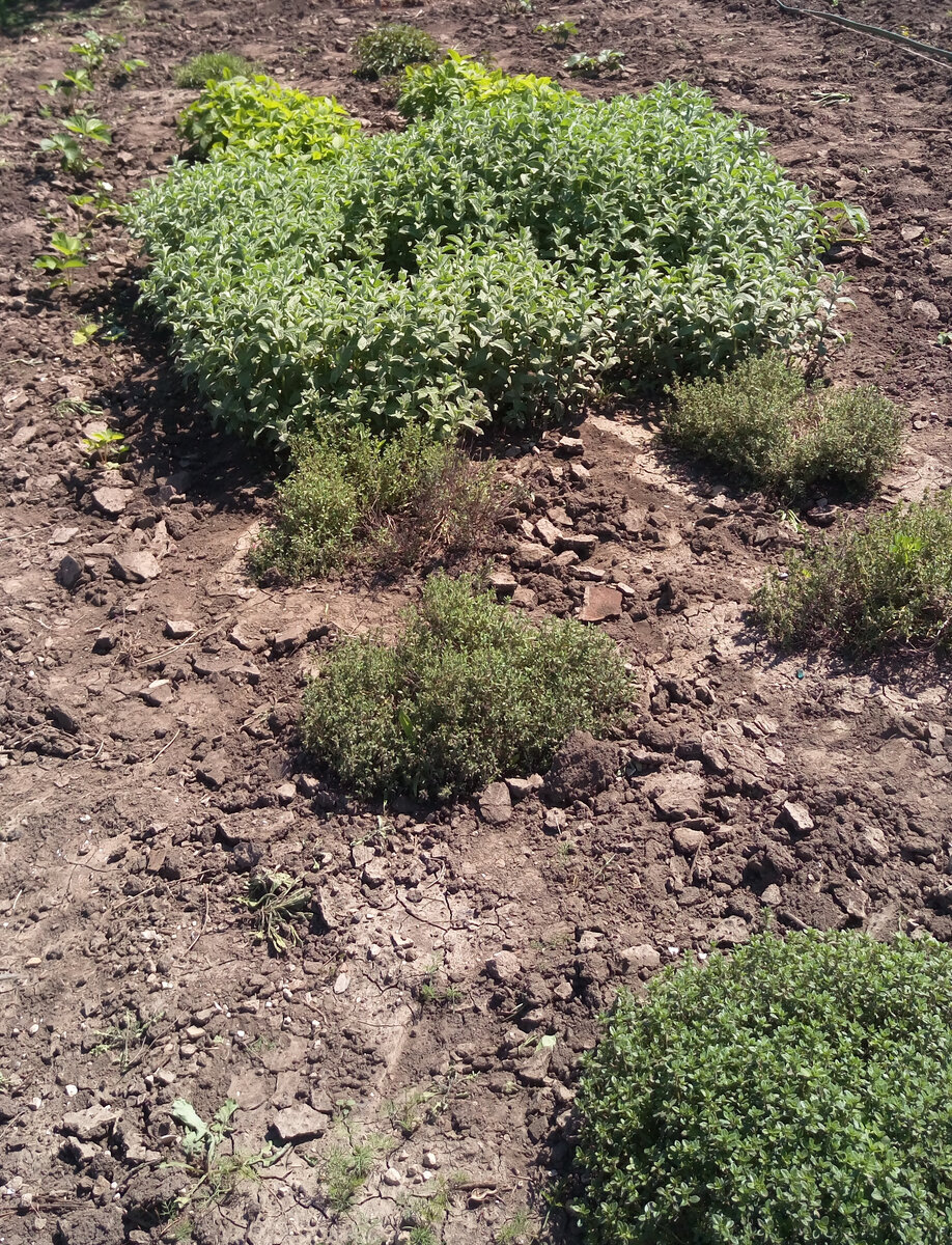 моя грядка лекарственных растений