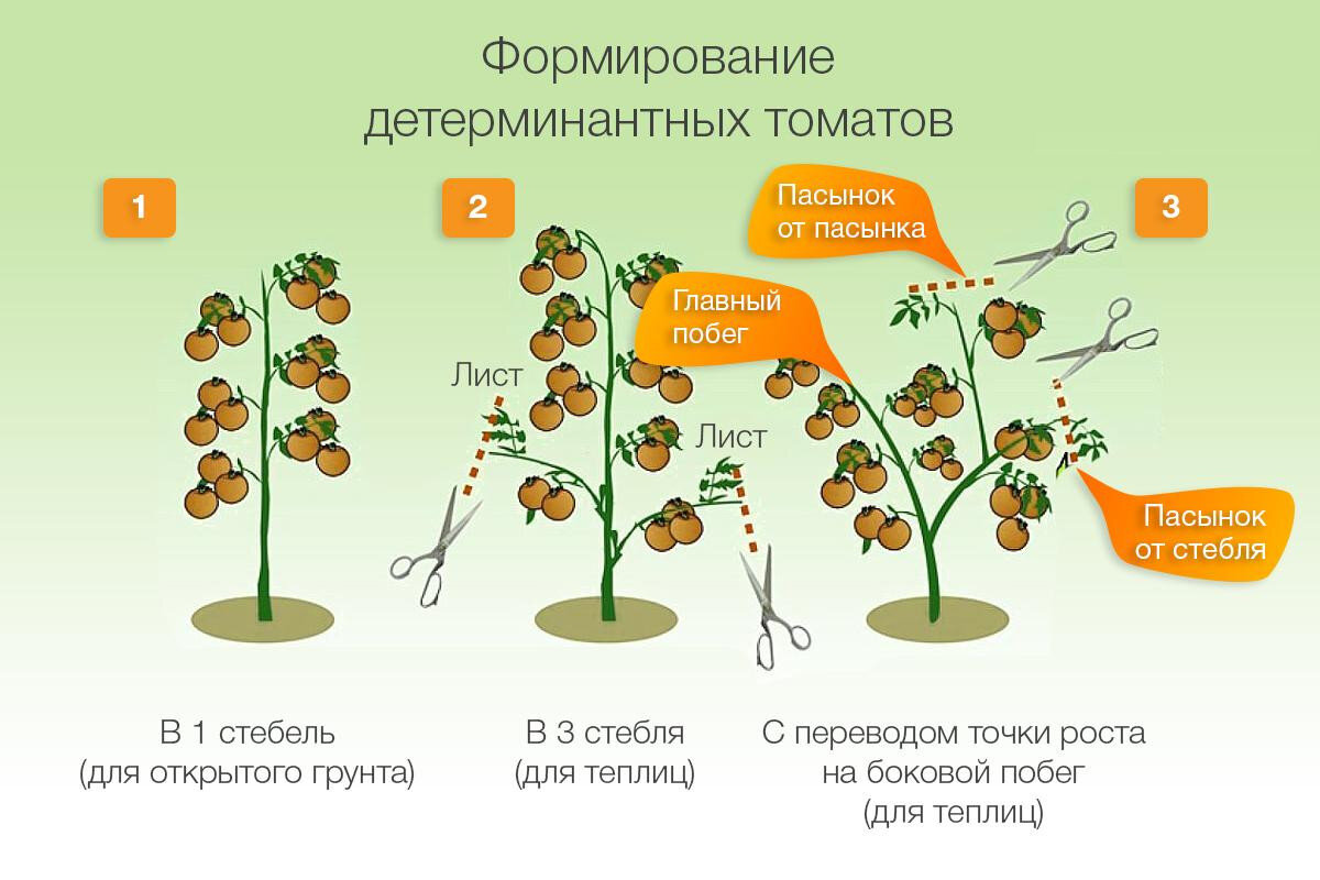 Томат хурма схема посадки