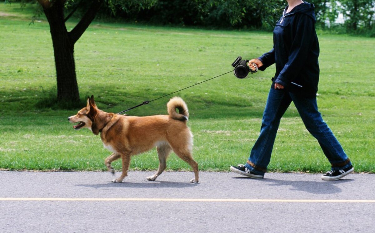 В Америке у собак узнают ДНК, чтобы потом можно было вычислить, чей пес нагадил на газон, и выписать штраф
