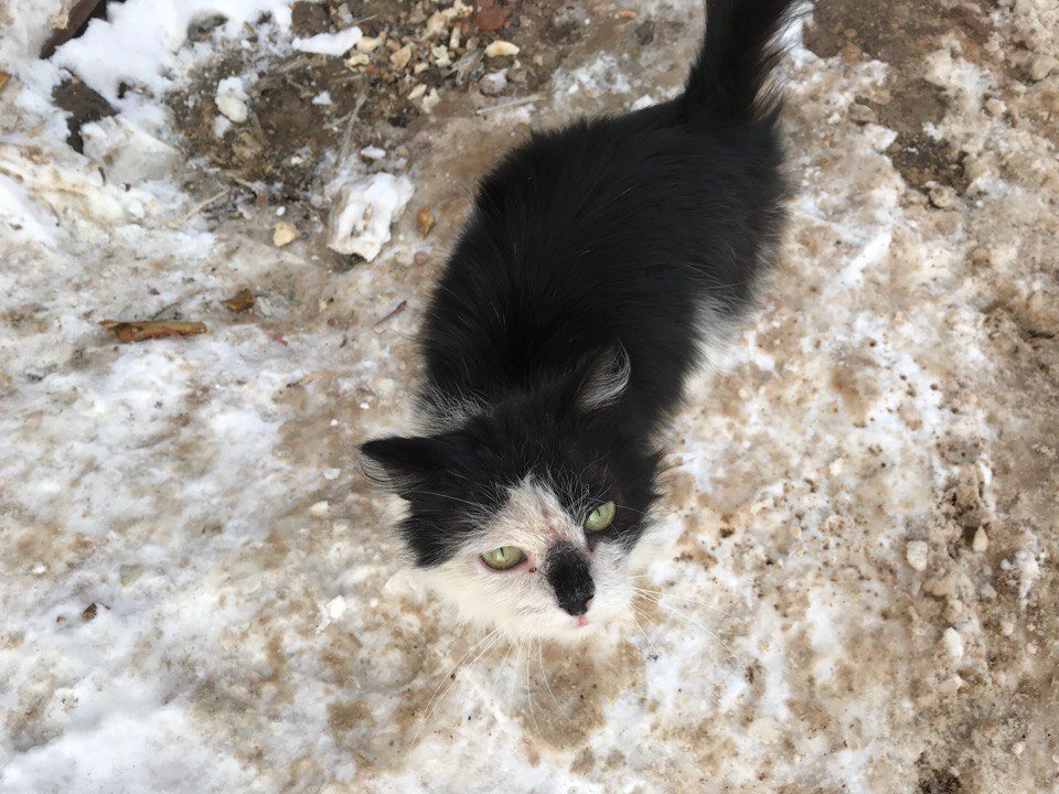 Бездомный кот, которого мы издалека приняли за Жюли
