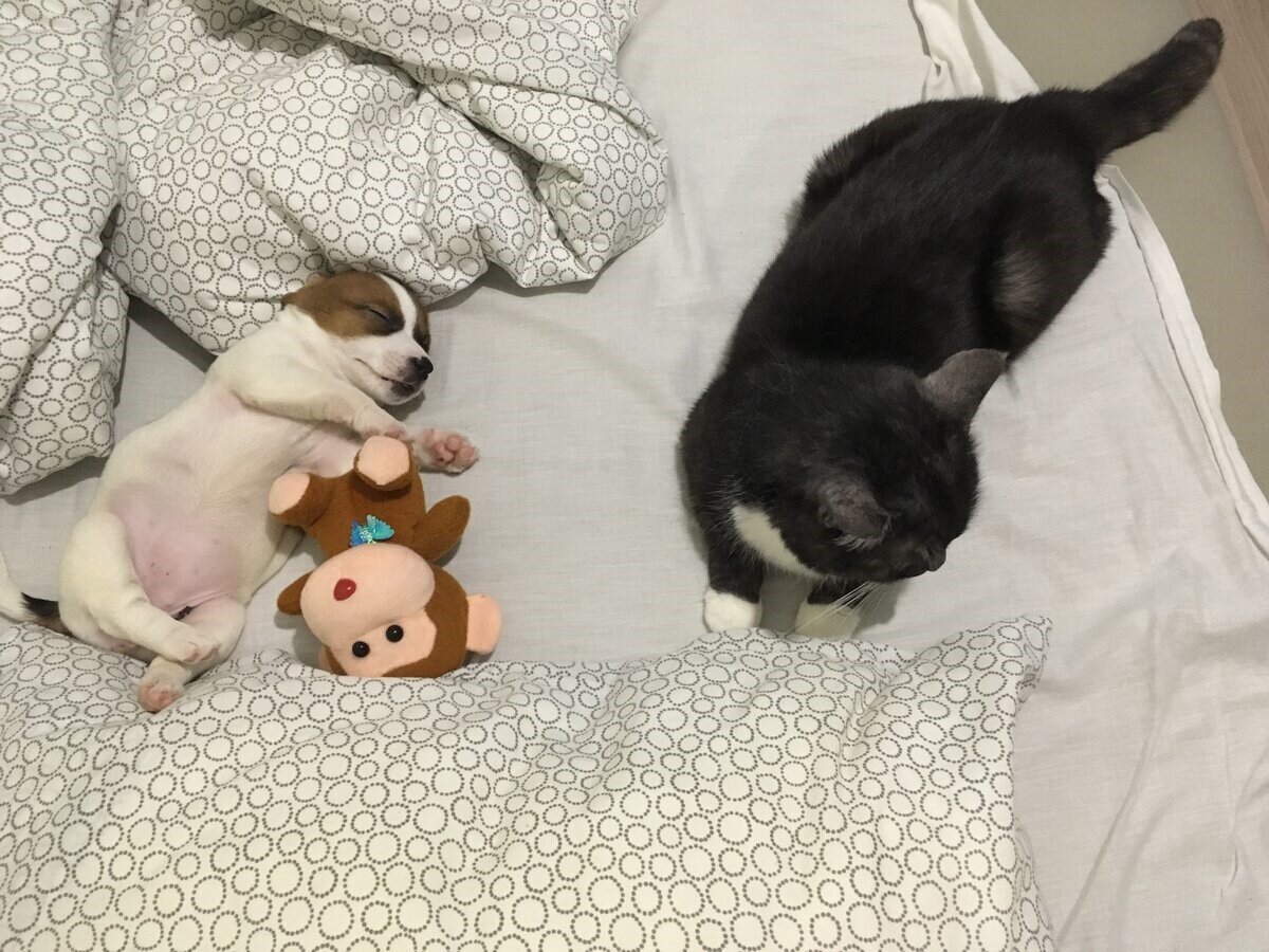 любимый кот всегда был рядом, пока я росла