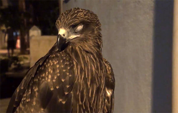 Черный коршун