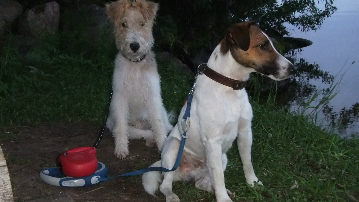 Собаки грустят у озера Великое на Валдае