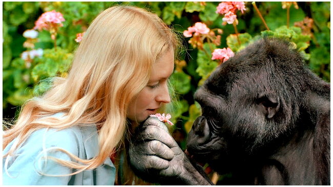 Разве это похожие виды?