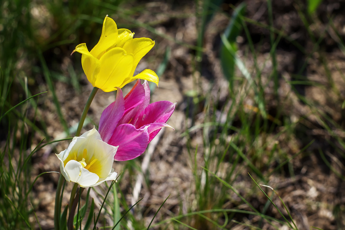 Источник: http://fotokto.ru/photo/view/5566967.html