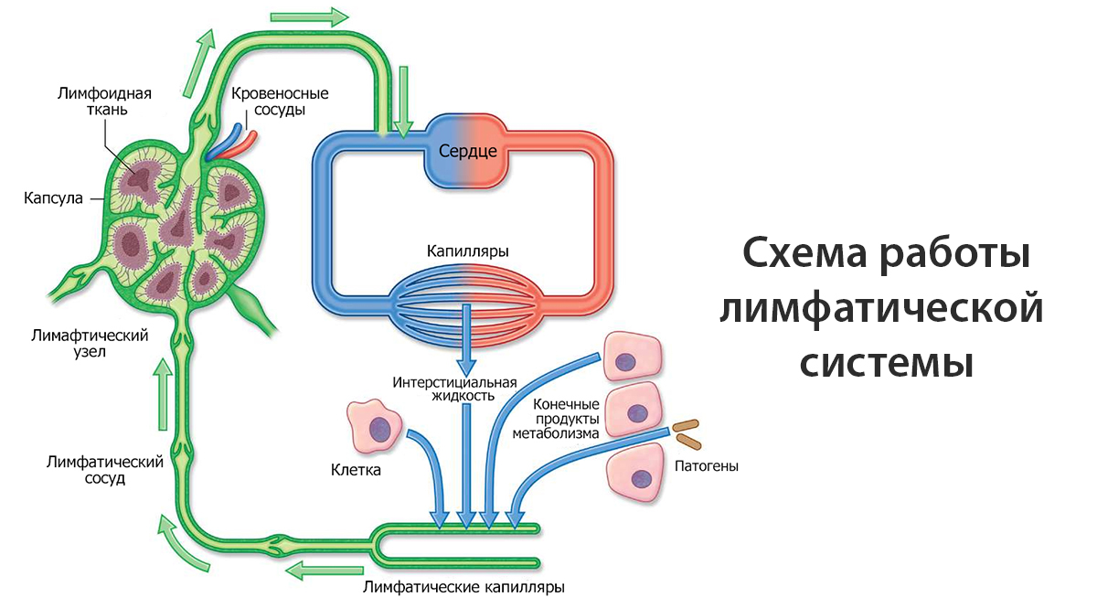 Схема лимфоидной системы человека. Строение лимфатической системы человека схема. Принцип работы лимфатической системы. Ток лимфатической системы.