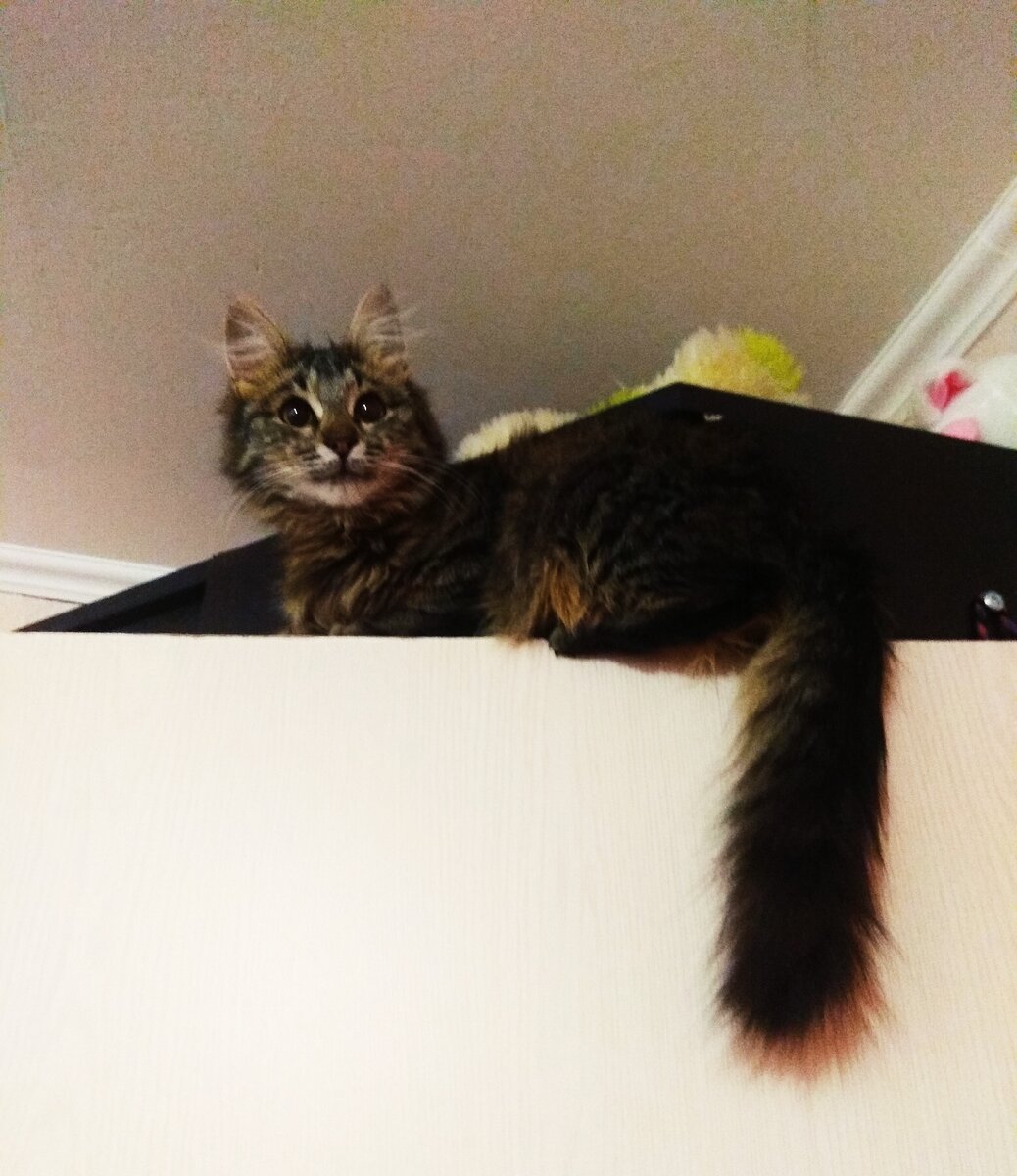 Кошка на двери