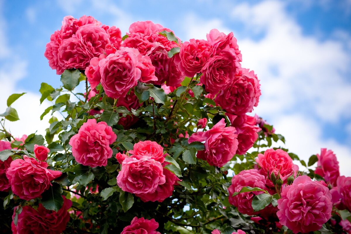 Хотите получить шикарное цветение Роз в саду? Несколько простых Советов по Весеннему уходу помогут вам в этом