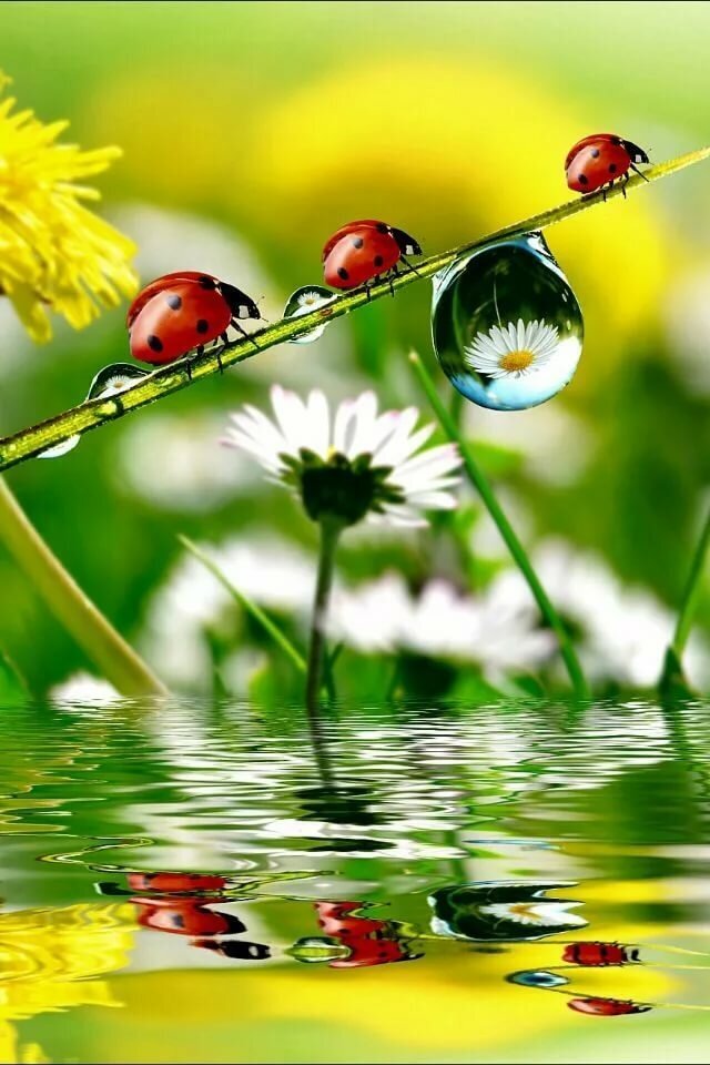 Картинка найдена на просторах интернета.