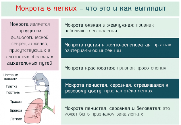 Мокрота зеленая: причины и лечение | Сайт про здоровье