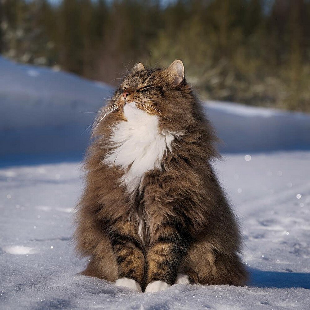 Кот сибирской породы.