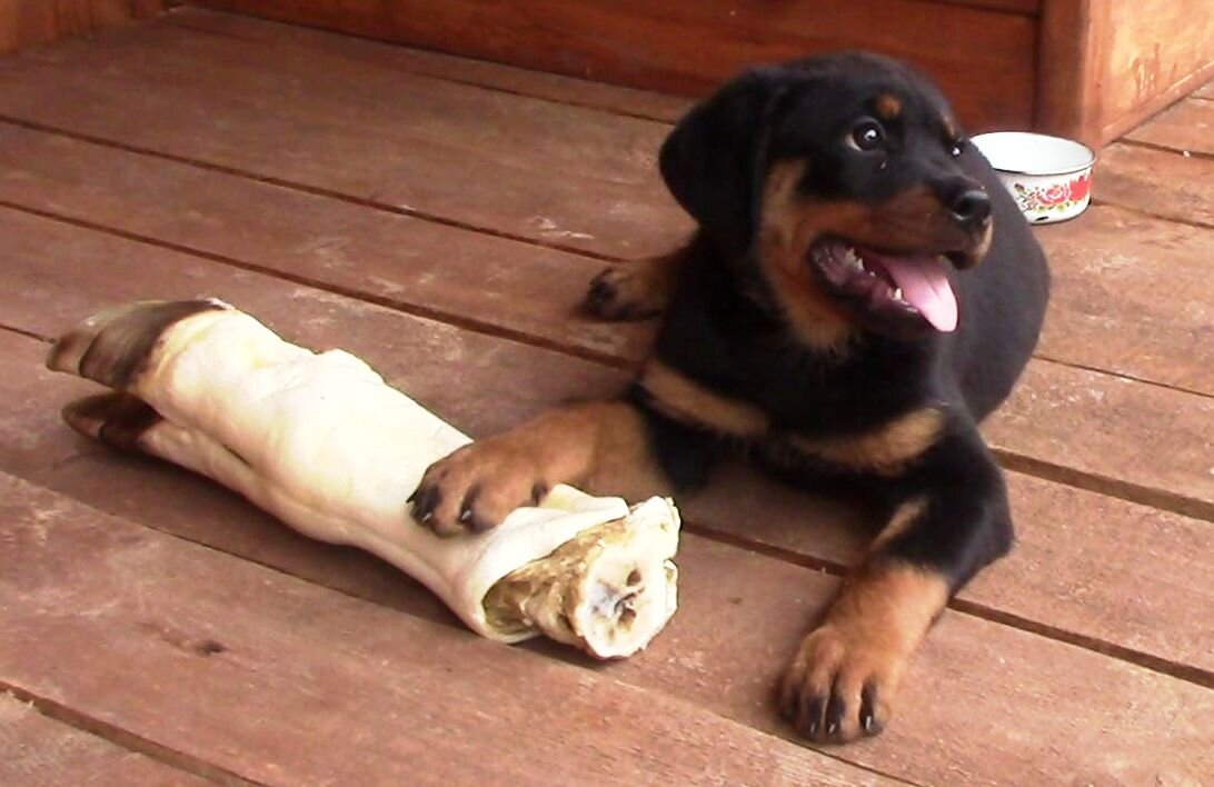 Этой малютке 2 месяца. Но она уже охраняет свою кость