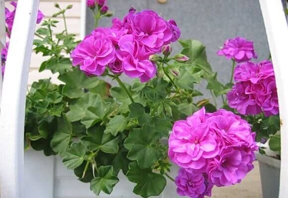 Пеларгония - Яндекс фото