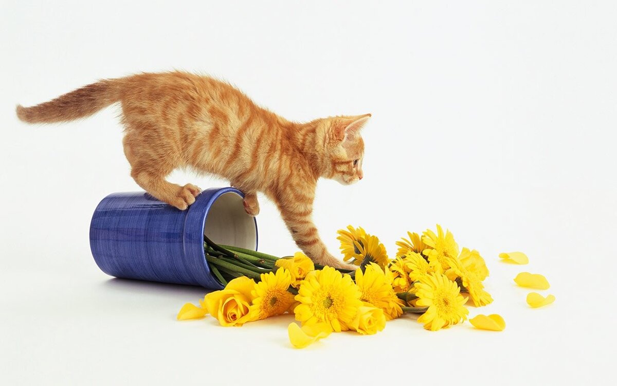 Фото из общедоступных источников