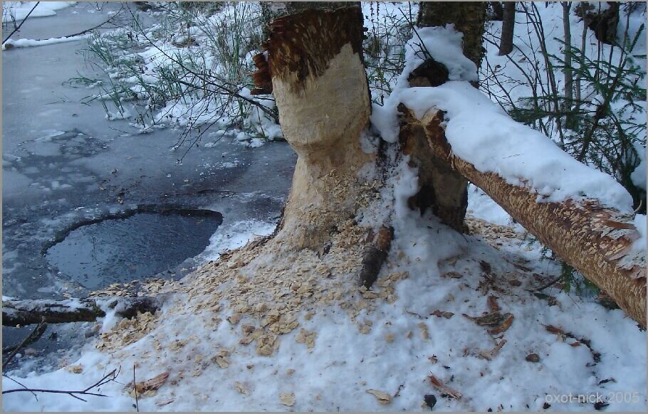 Присутствие бобра в угодьях