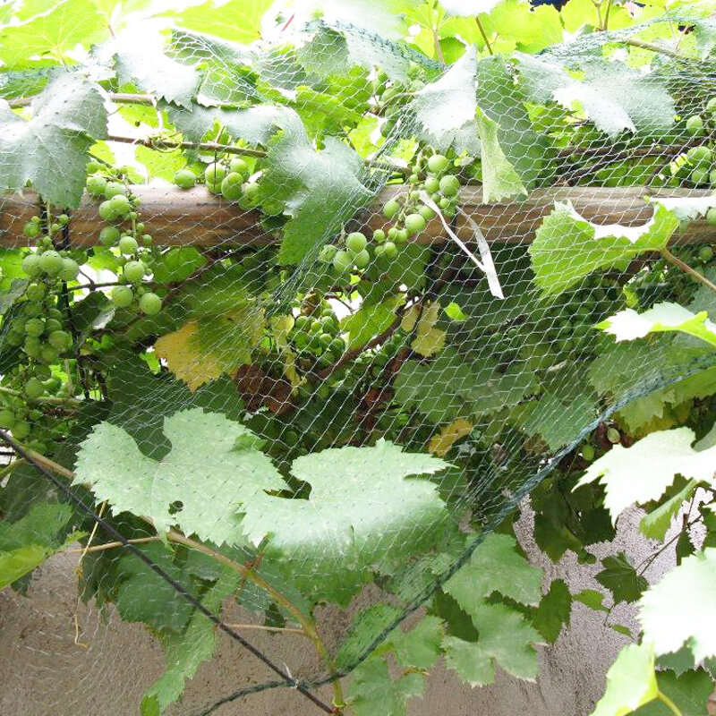 Сетки для винограда виды сеток для стены защита от птиц