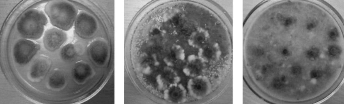 Paypay:Curvularia geniculata 01.jpg - Wikipedia