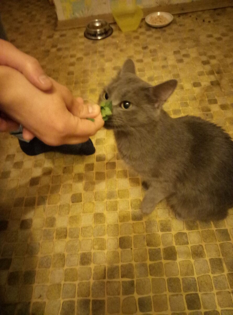 Кот и петрушка