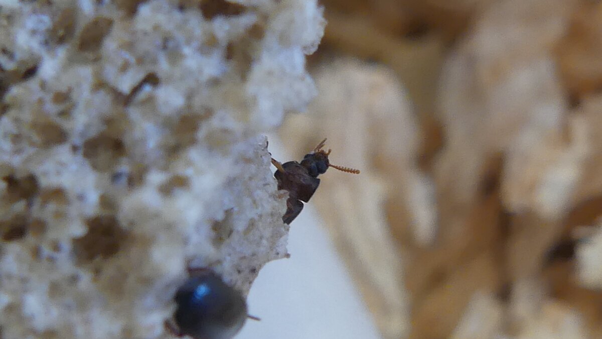 Жук знахарь - ULOMAIDES DERMESTOIDES.