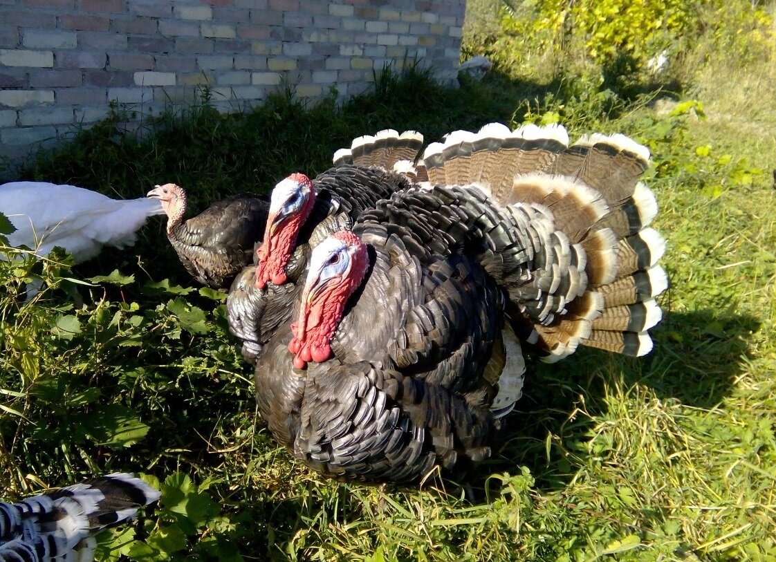 Вот такие два брата-индюка у нас ходили. Всегда только вдвоём.