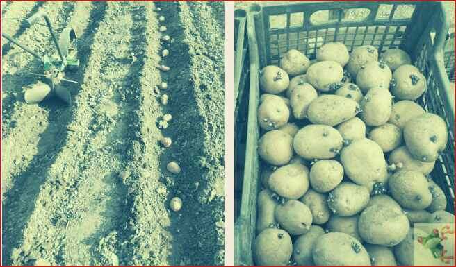 Посадка картофеля