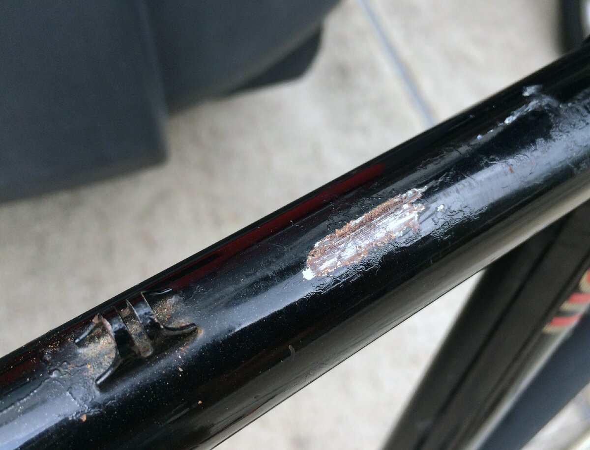 Начальная стадия. У этого "рыжика" есть все шансы стать больше)