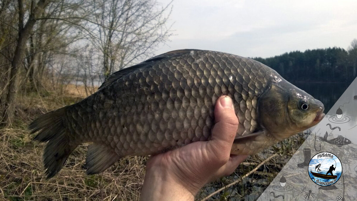 Результат рыбалки на карася с правильной прикормкой