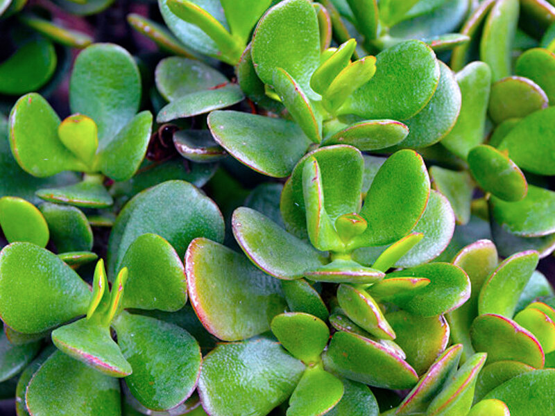 Денежное дерево не цветет 