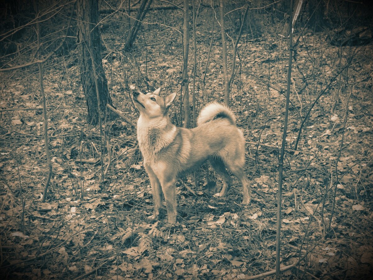 Айза в действии...