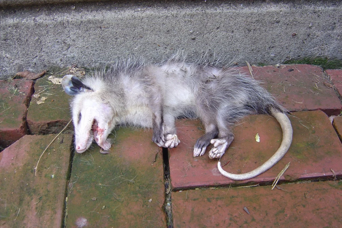 Сложно поверить, но он правда живой. 