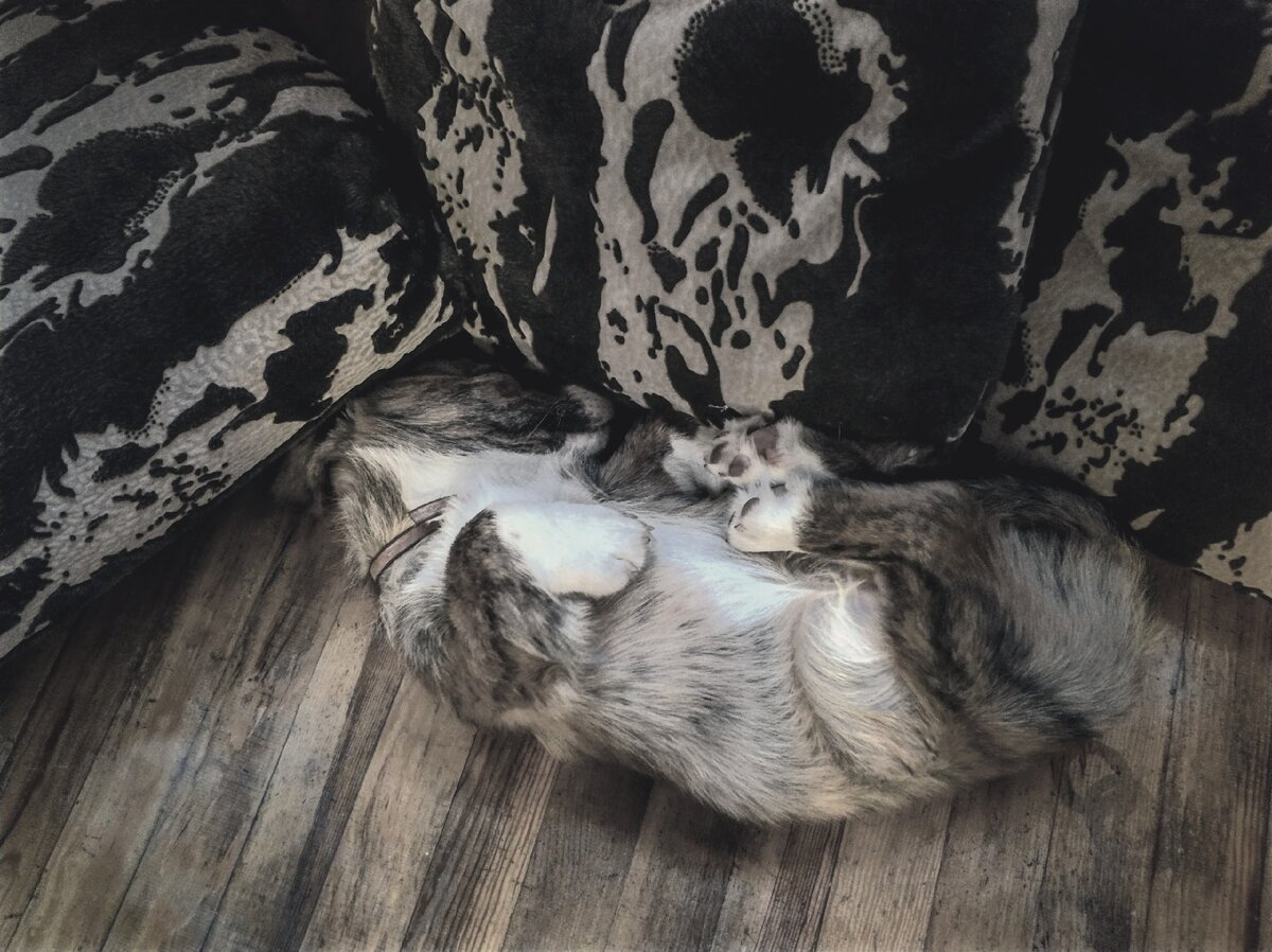 Джаггер еще совсем малыш.