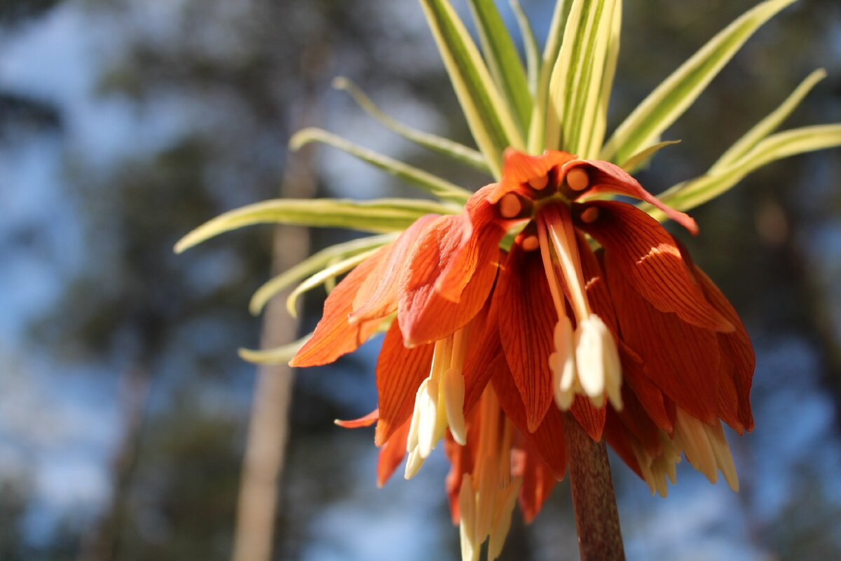 Fritillaria Imperialis 'Argenteovariegata'