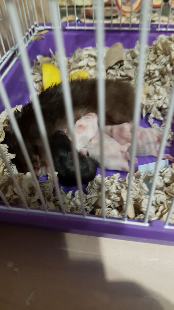 Наши хомяки. 