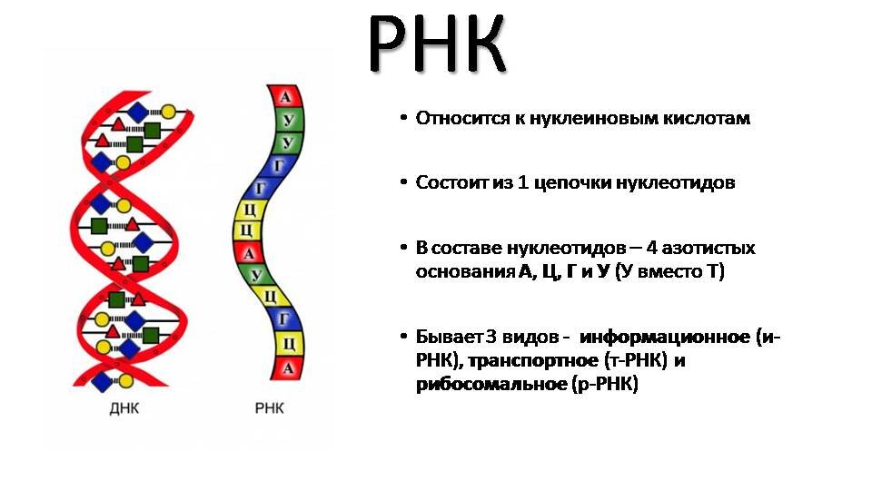 РНК