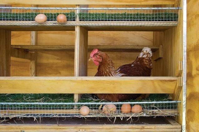 Как сделать гнездо для кур с яйцесборником своими руками: размеры, чертежи, фото, видео