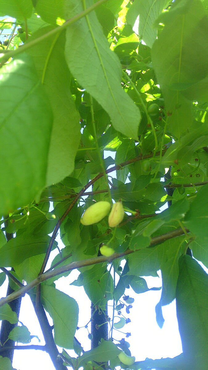 странные плоды черемухи