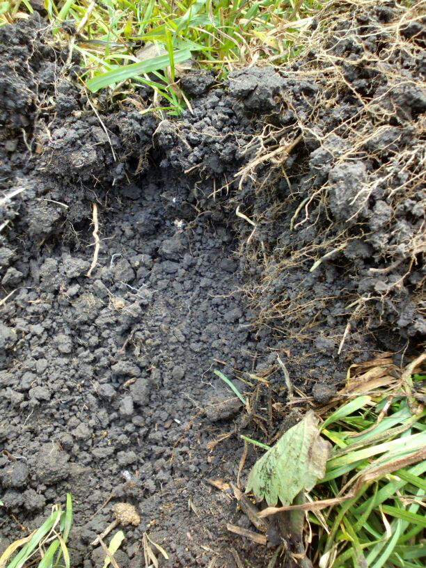 Земля под дерном неспроста такая