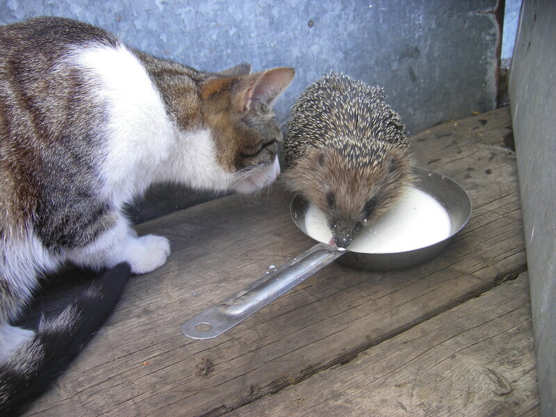 Яндекс-фото