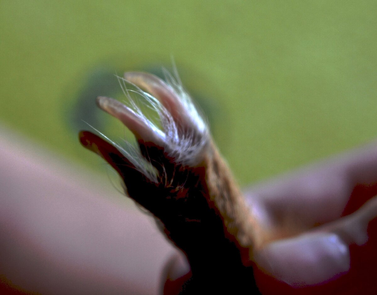 на задней лапке только 3 пальца