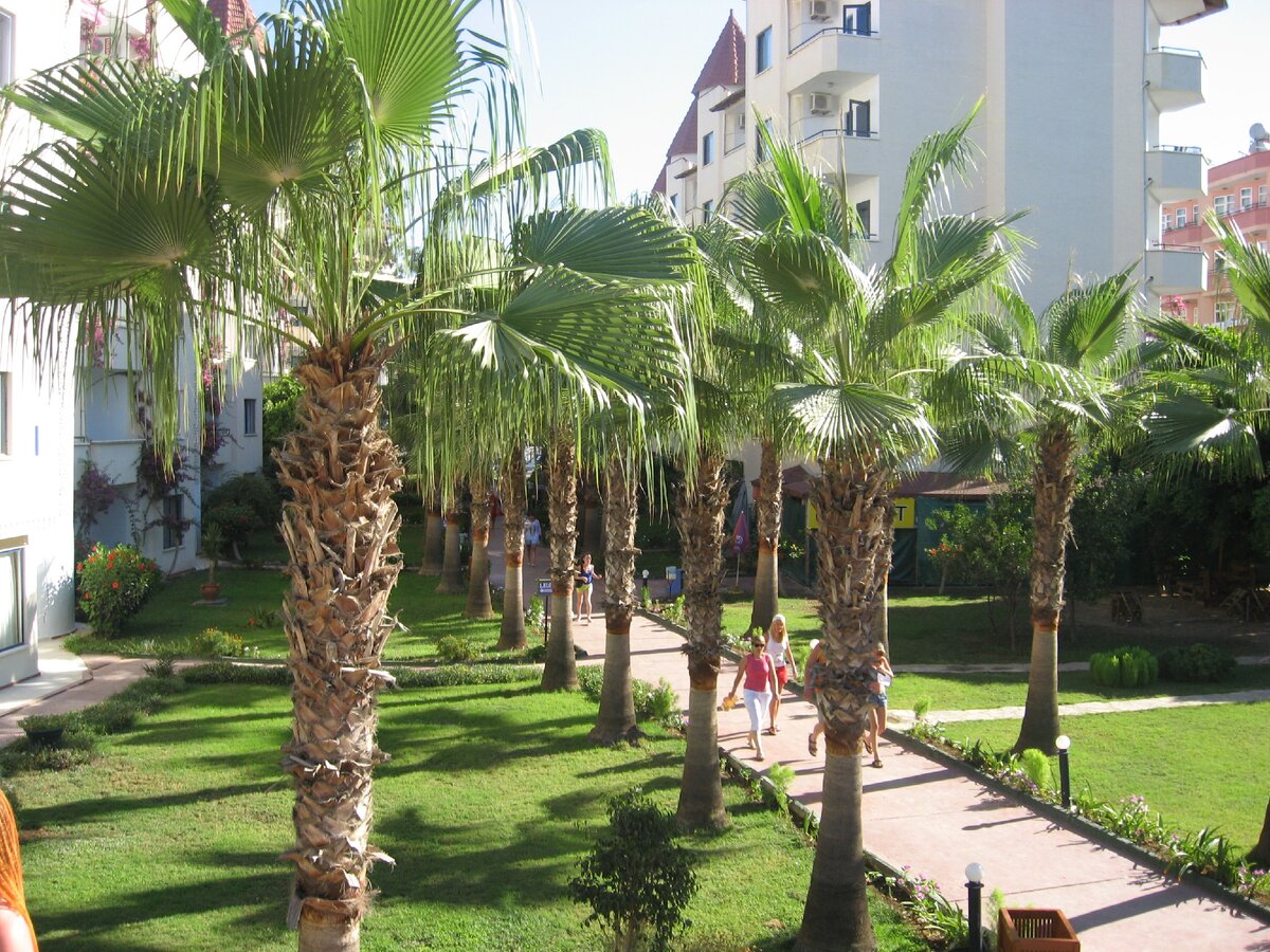 Главная аллея.