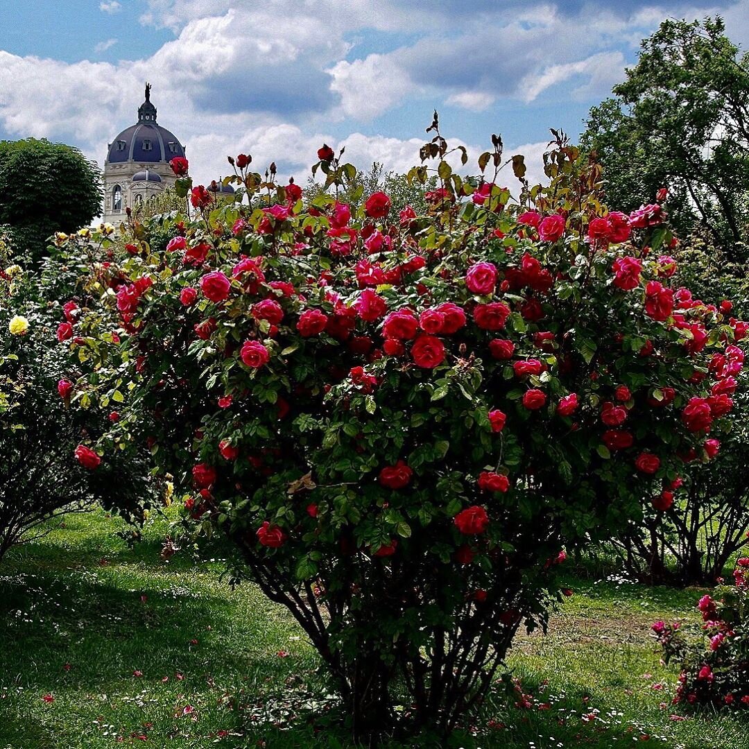 Шраб в саду  Volksgarten в Вене