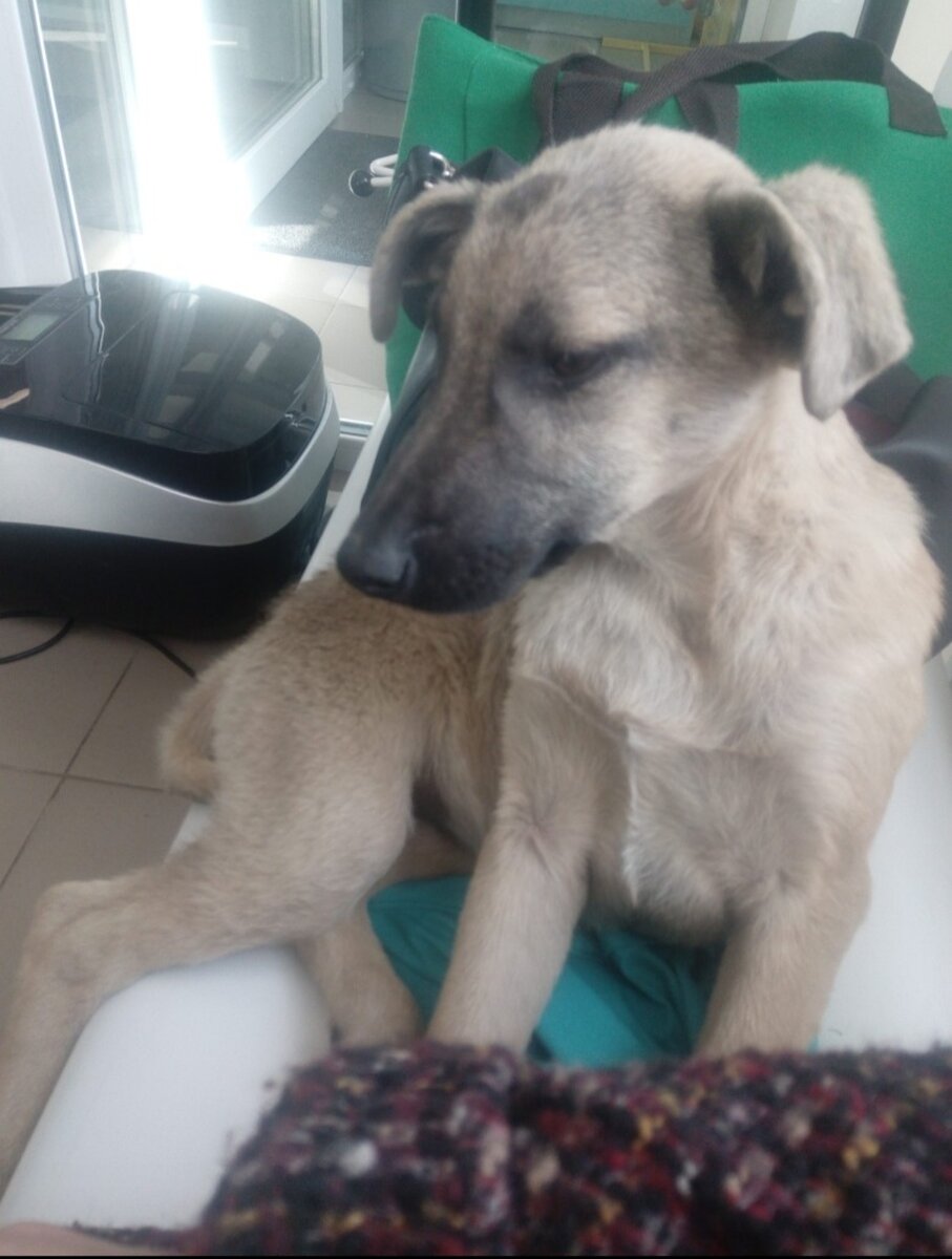 Первые фото Бусинки  в клинике, октябрь 2019