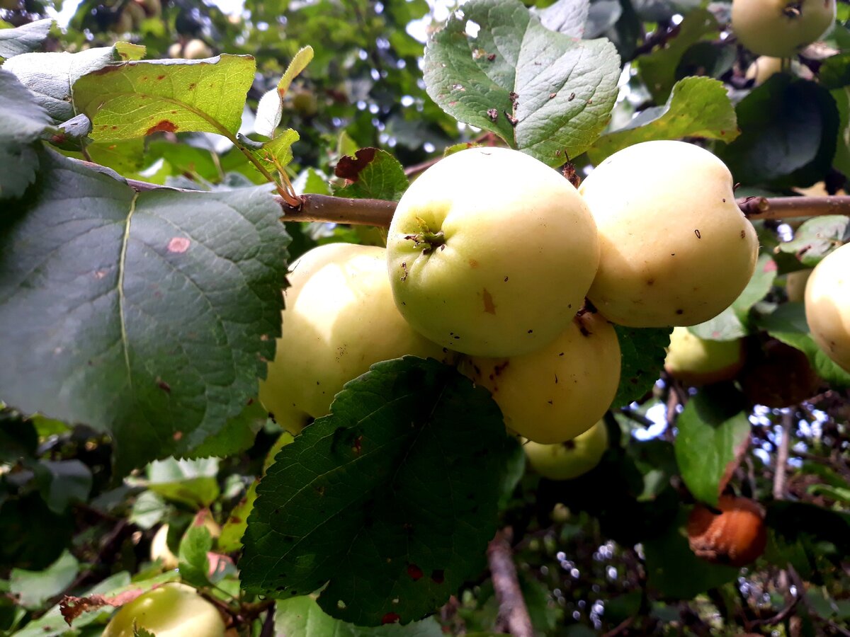 Антоновка яблоня компот